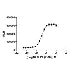 HEK293 GLP1R β-Arrestin Cell Line